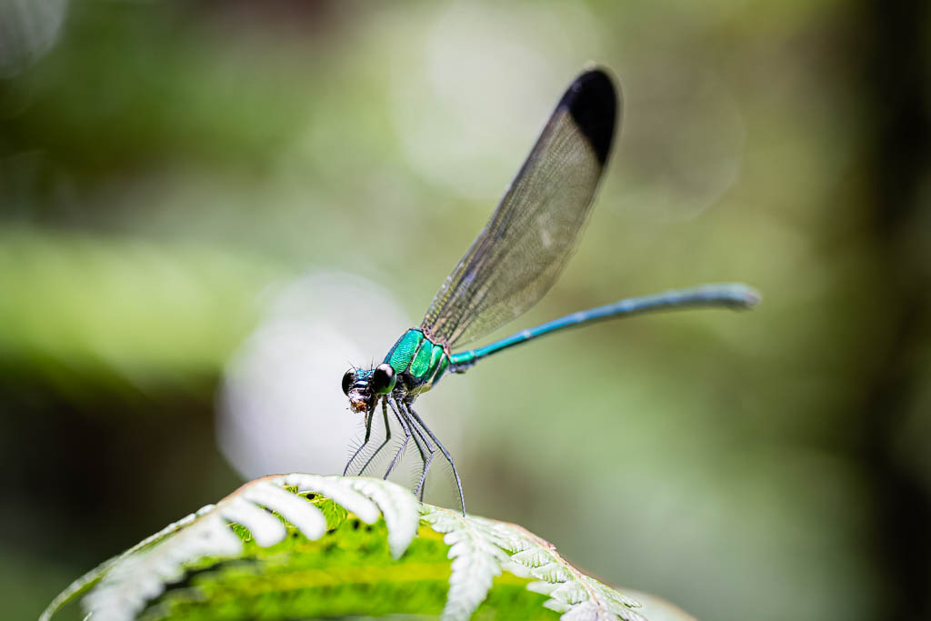 Libelle 
