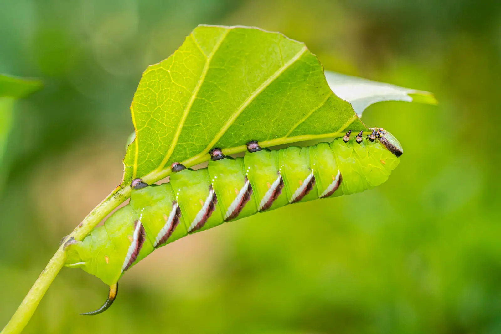 Tolle Raupe auf Blatt
