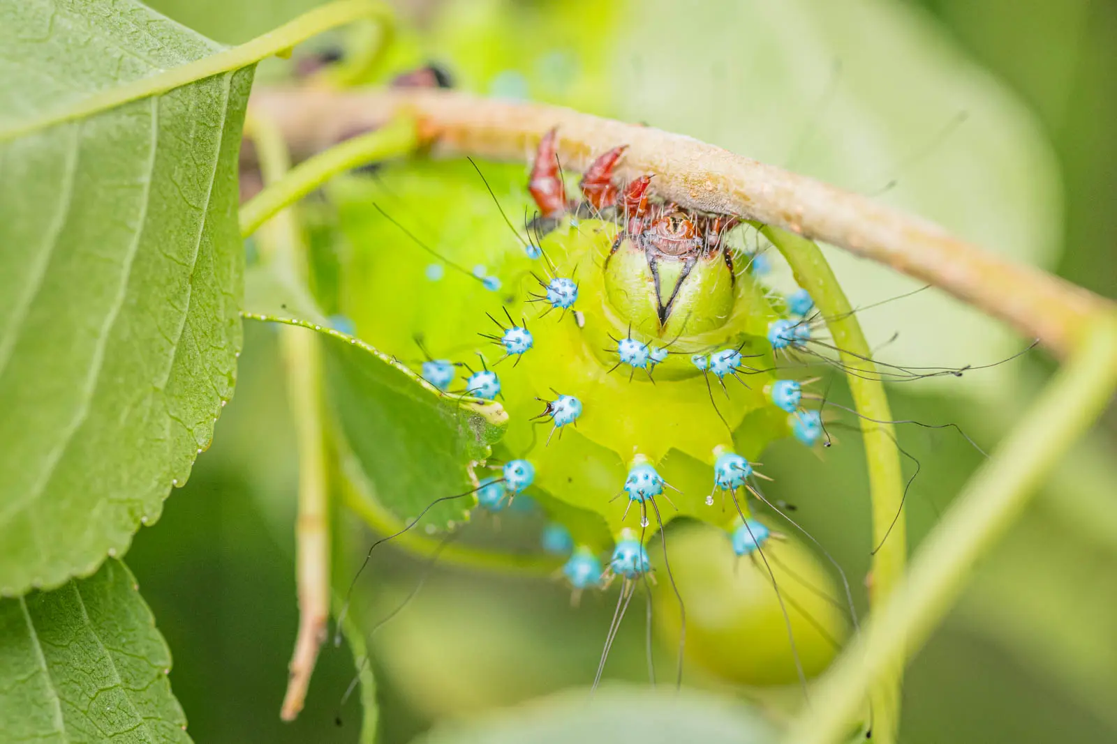 Auge in Auge mit einer Schmetterlingsraupe