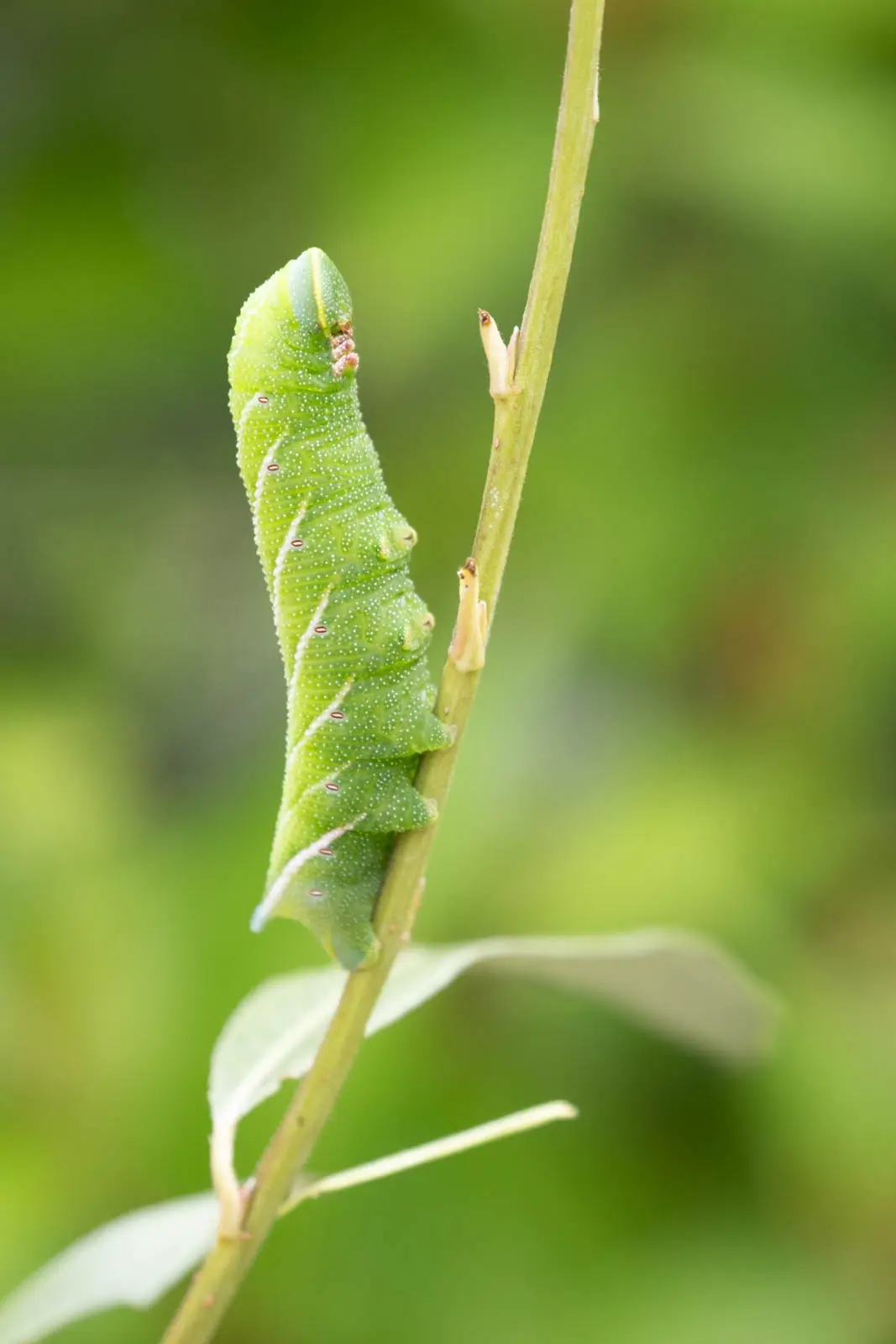 Raupe auf Stengel