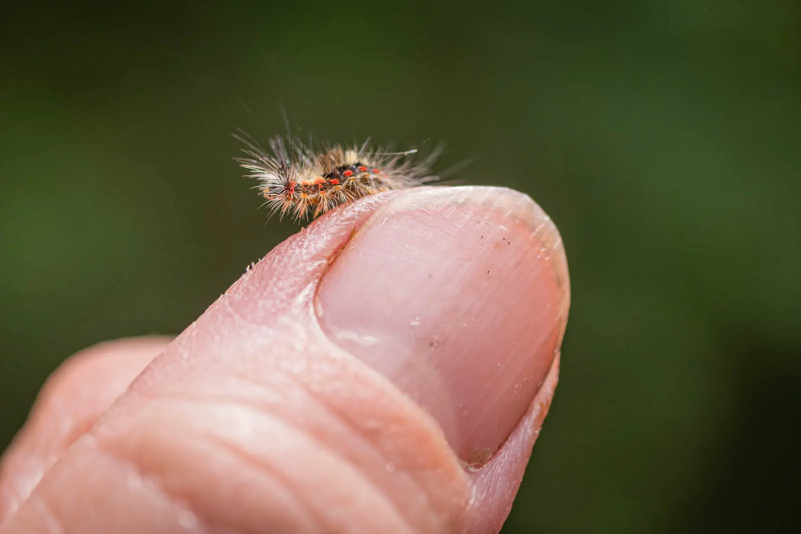 Schmetterlingsraupe auf Finger
