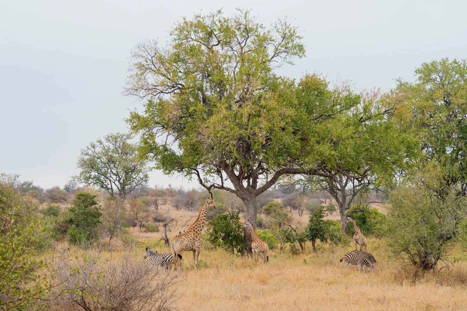Tiere bei Bäumen im Kruger Nationalpark