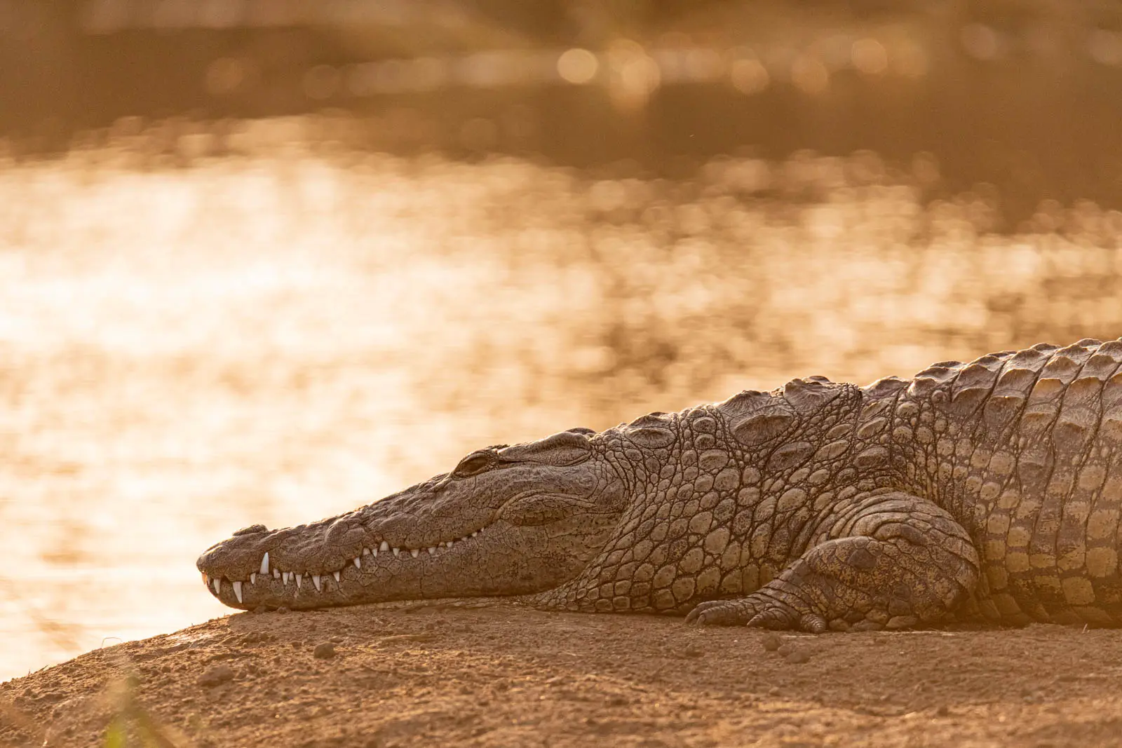 Krokodil zur goldenen Stunde