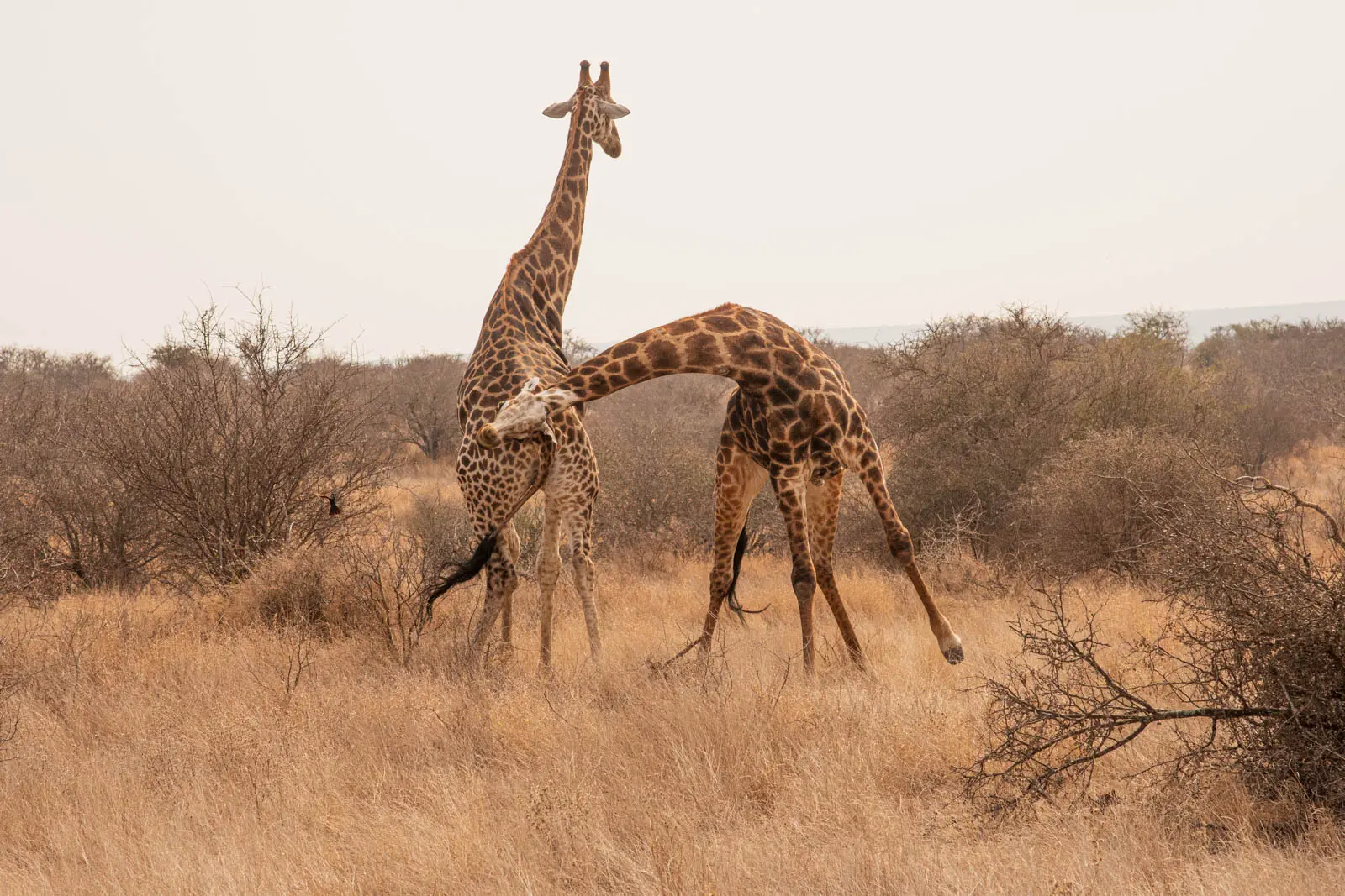 Zwei kämpfende Giraffenbullen