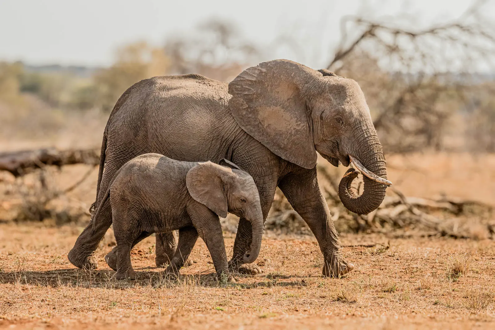Elefant mit Jungtier