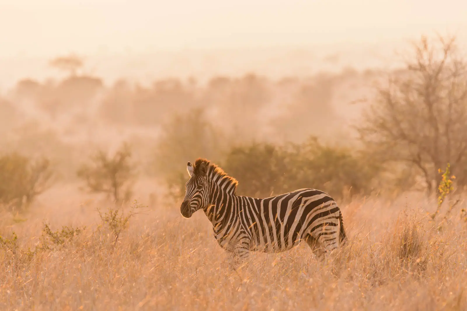 Zebra im goldenen Licht