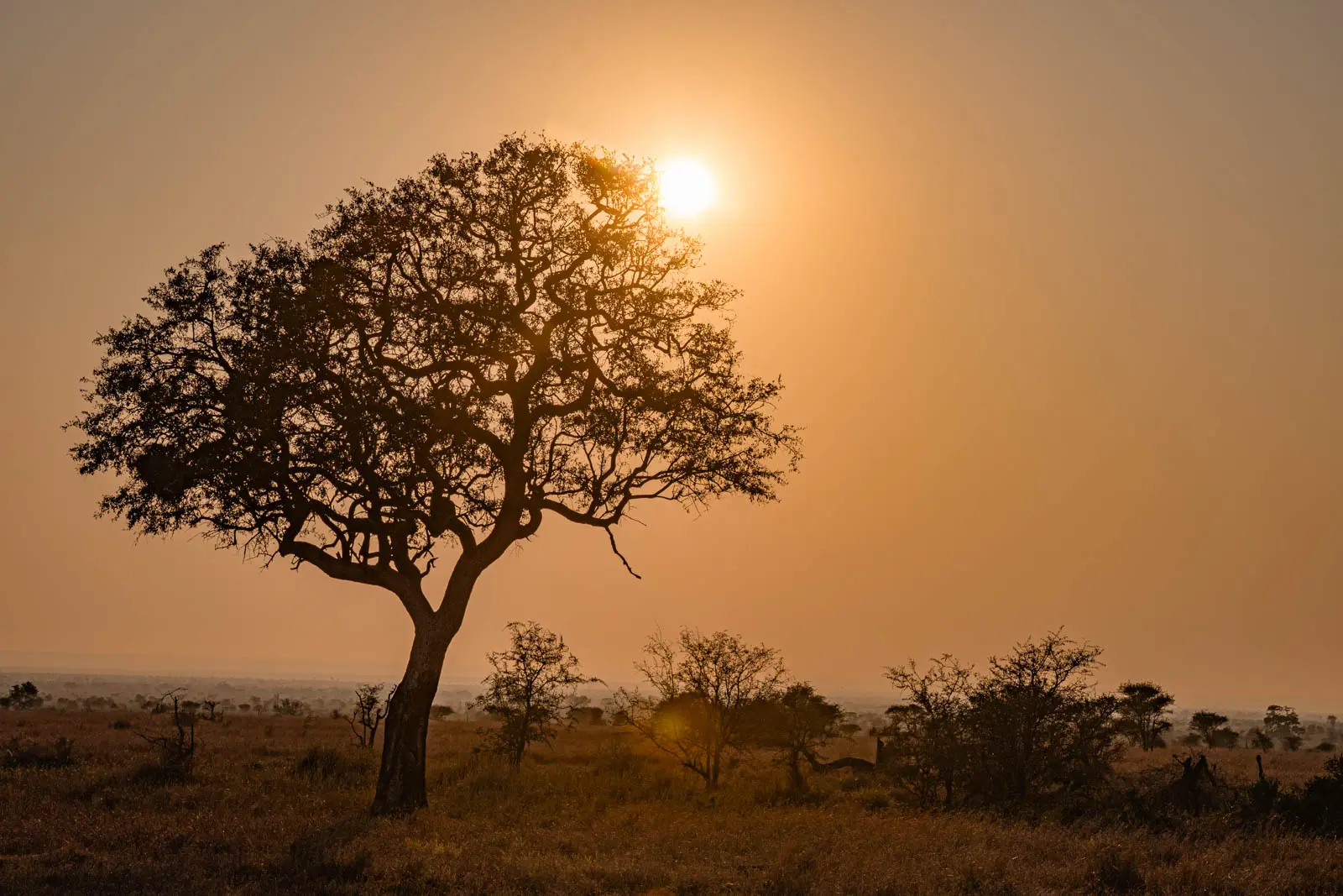 Sonnenuntergang mit Baumsilhouette