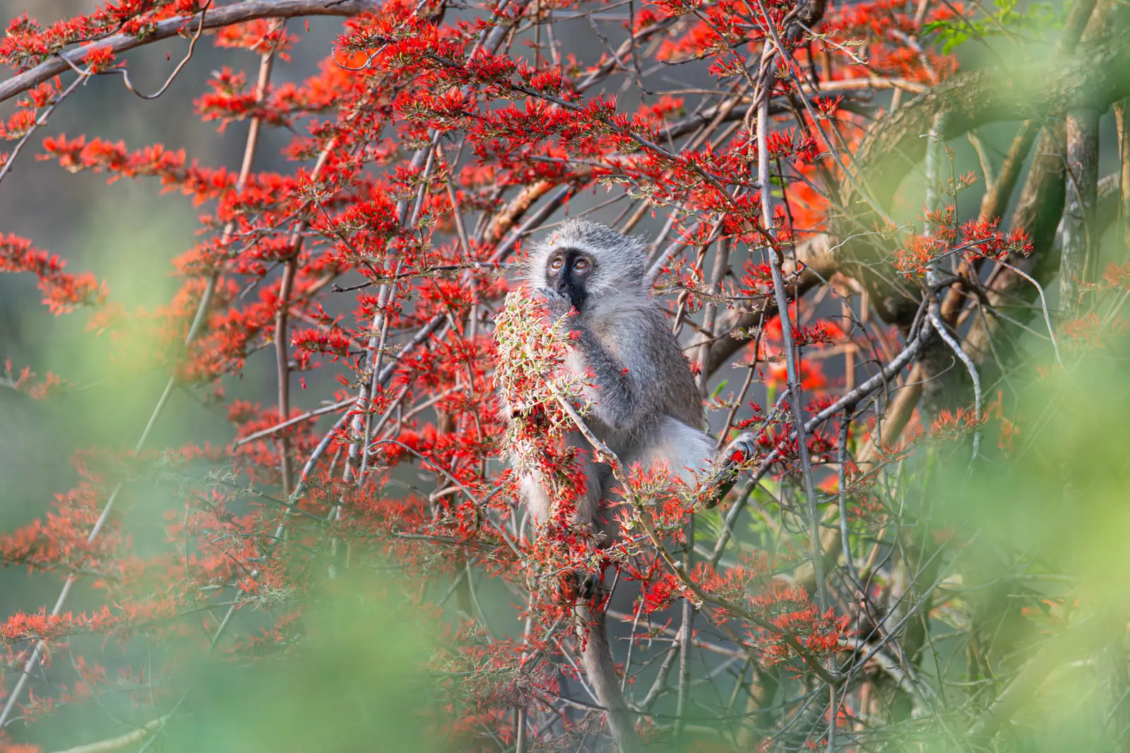 Affe in blühendem Baum