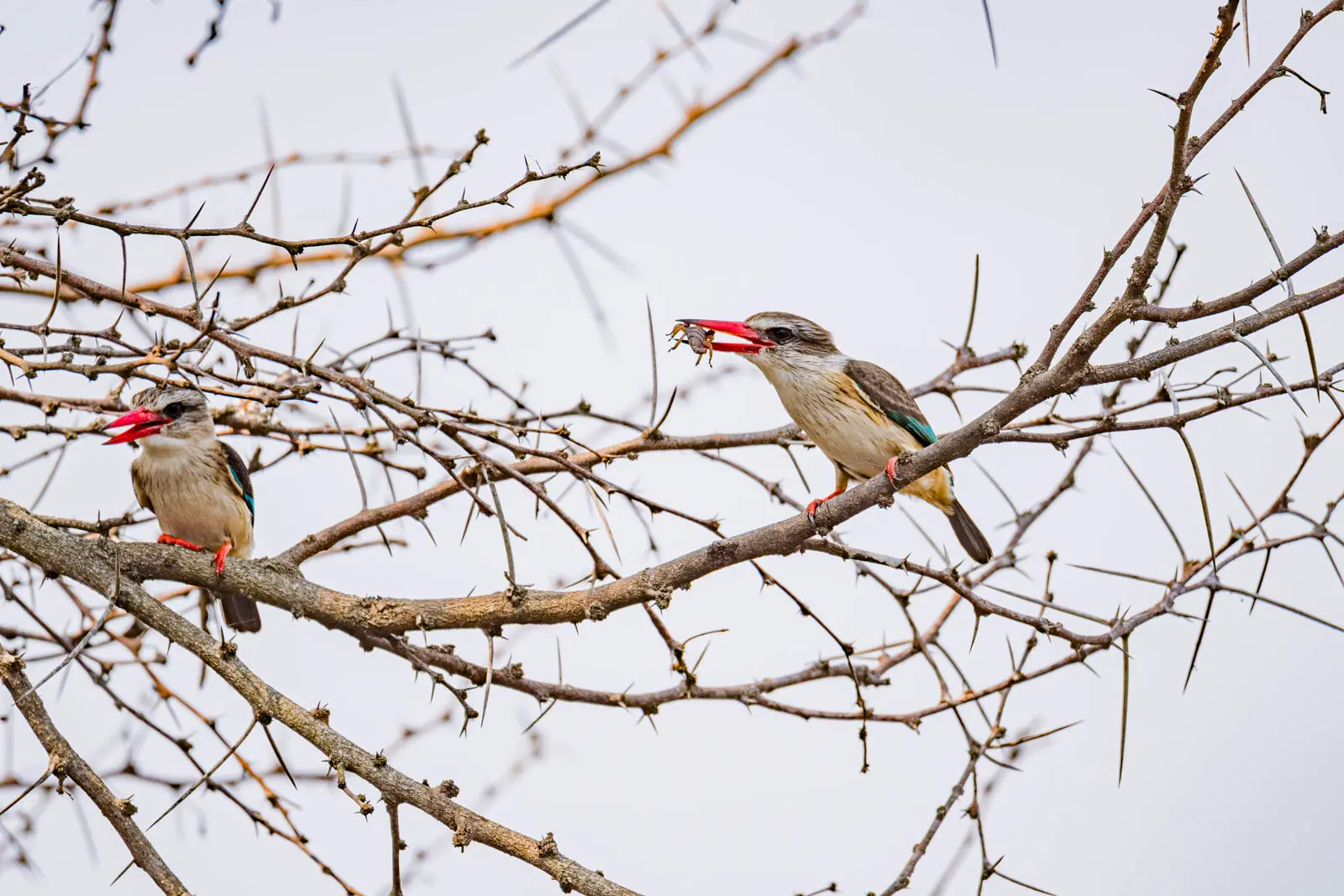 Eisvogel im Kruger Nationalpark fotografiert