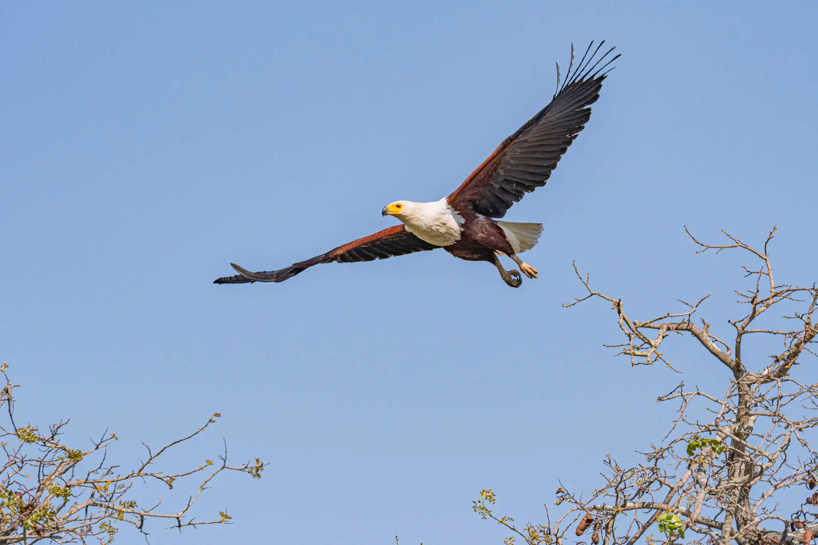 Fliegender Seeadler