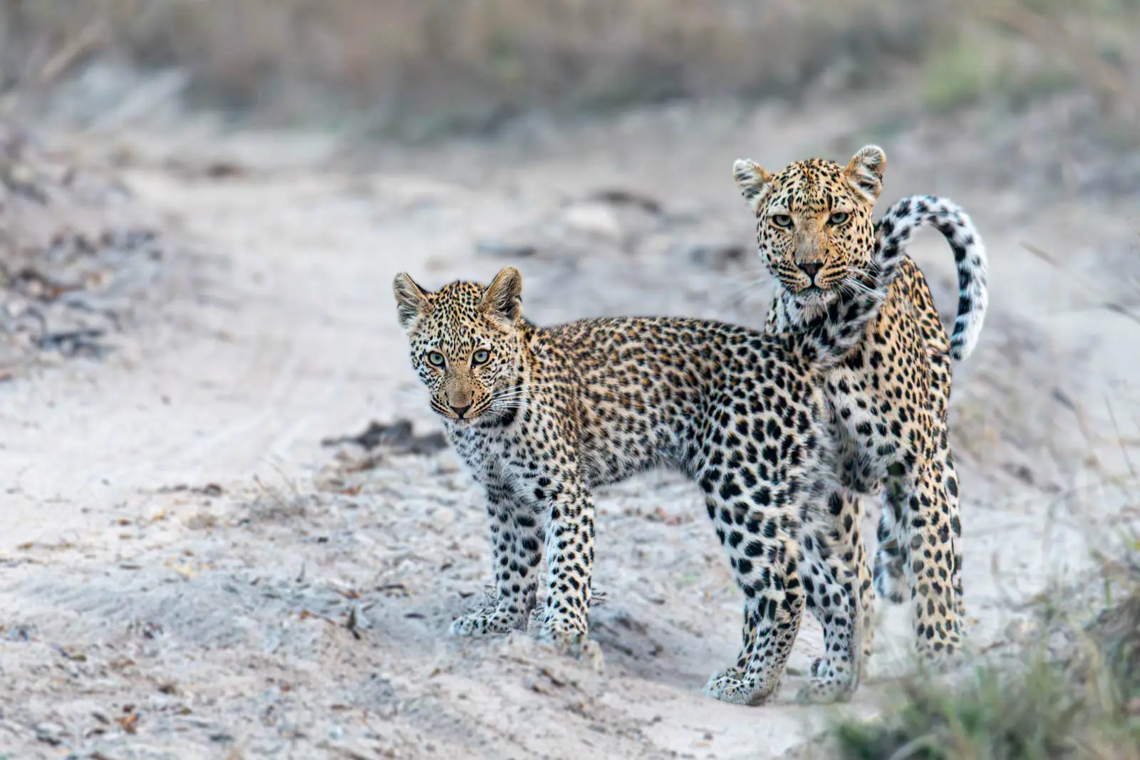 Gepard mit Jungem in Greater Kruger