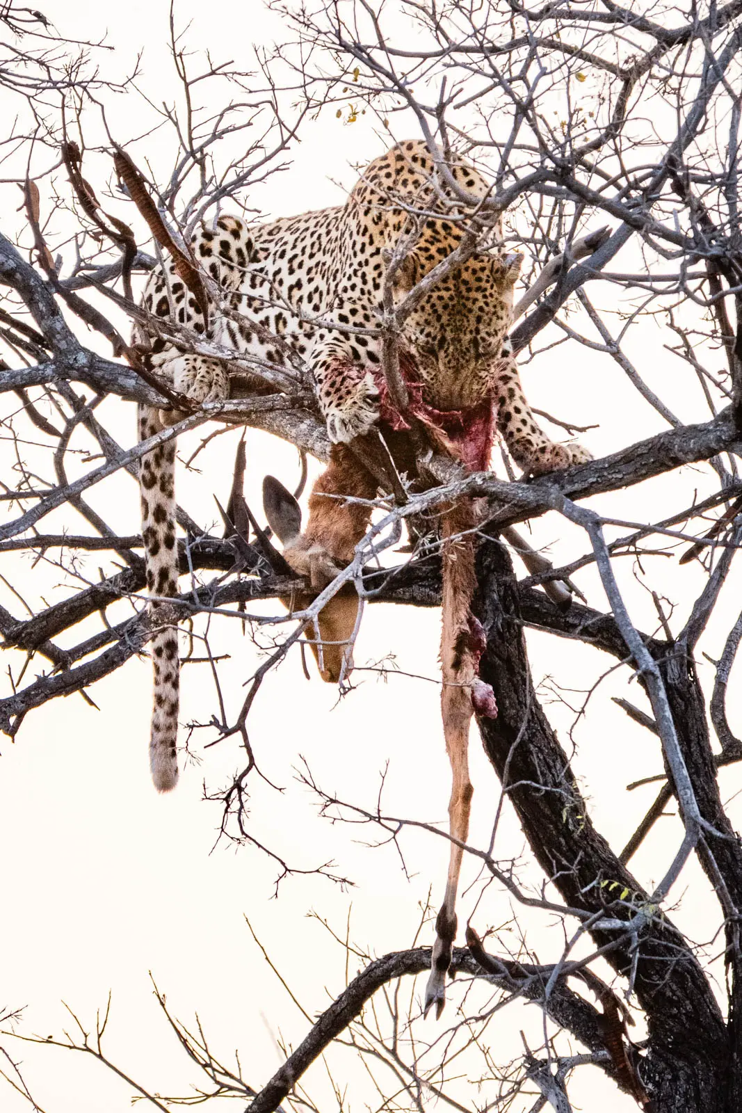Leopard mit Beute im Baum