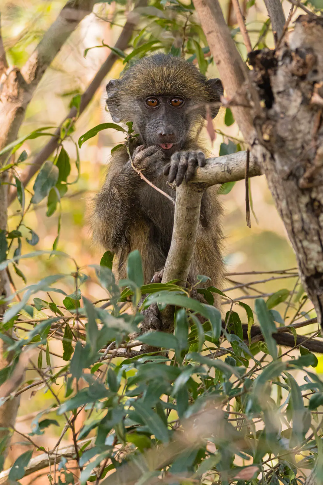 Pavianjunges im Kruger Nationalpark