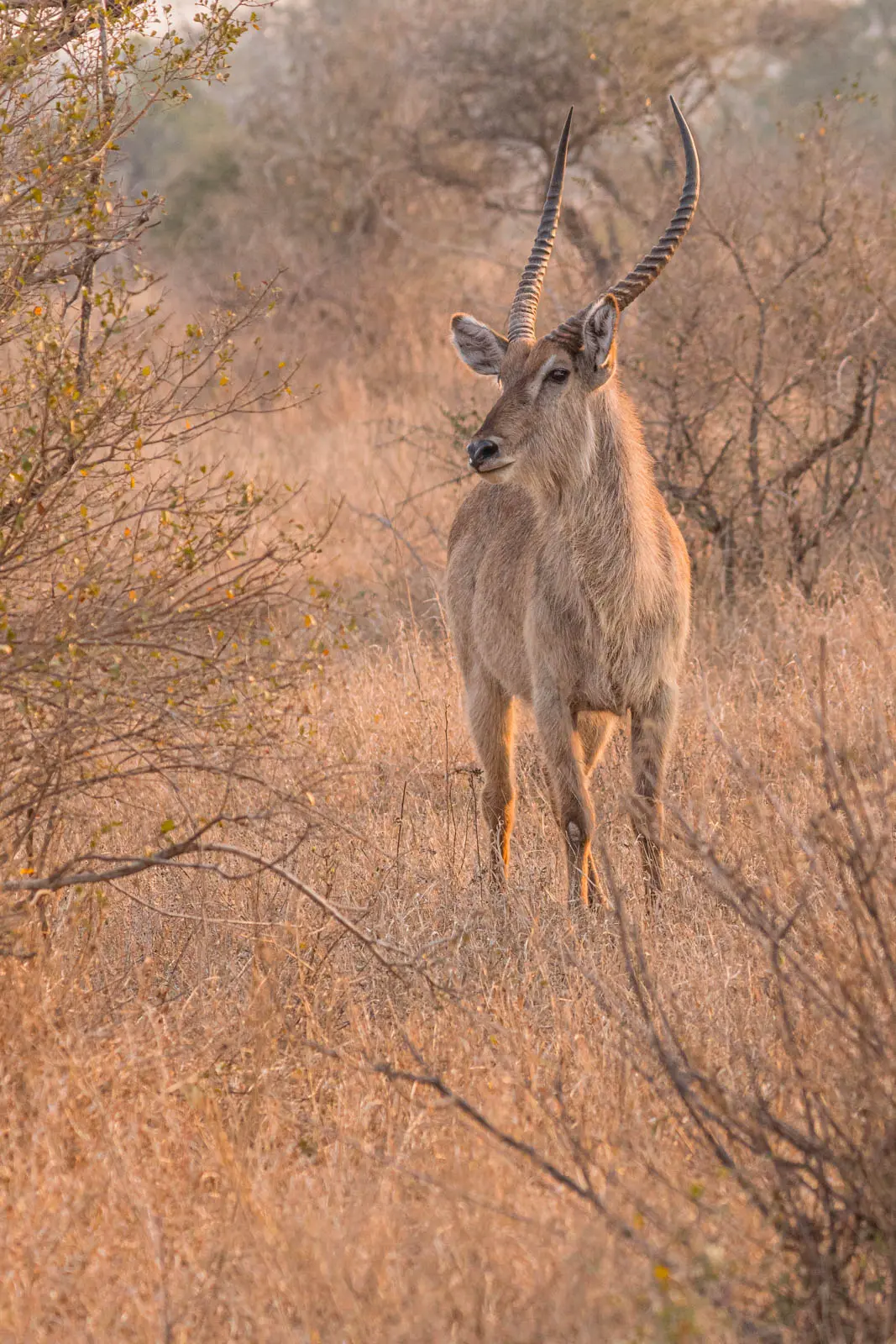 Wasserbock im Abendlicht
