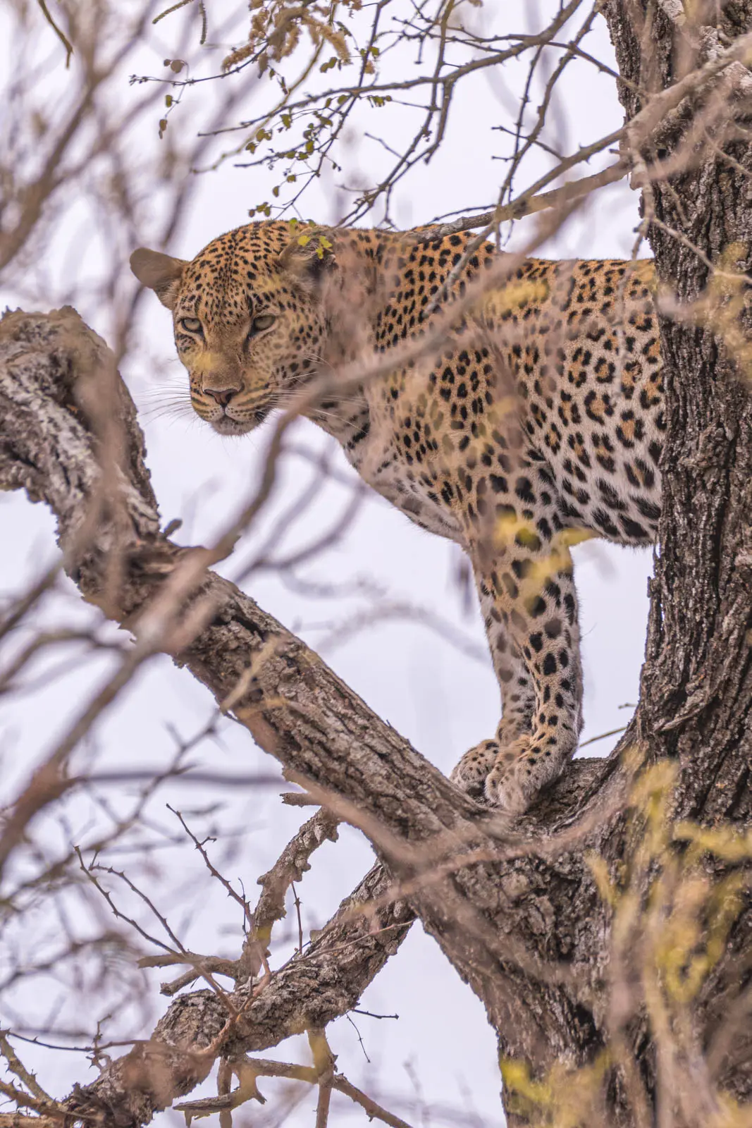 Leopard im Baum hinter Zweigen versteckt