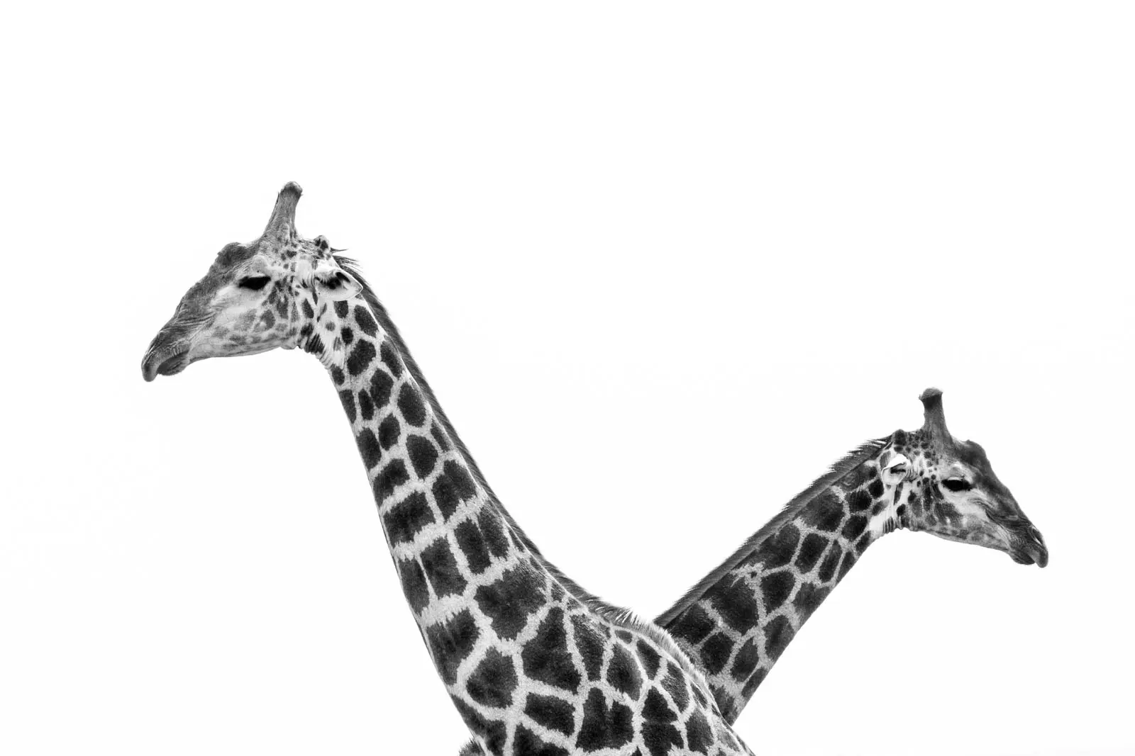 Schwarzweißfoto von zwei Giraffen