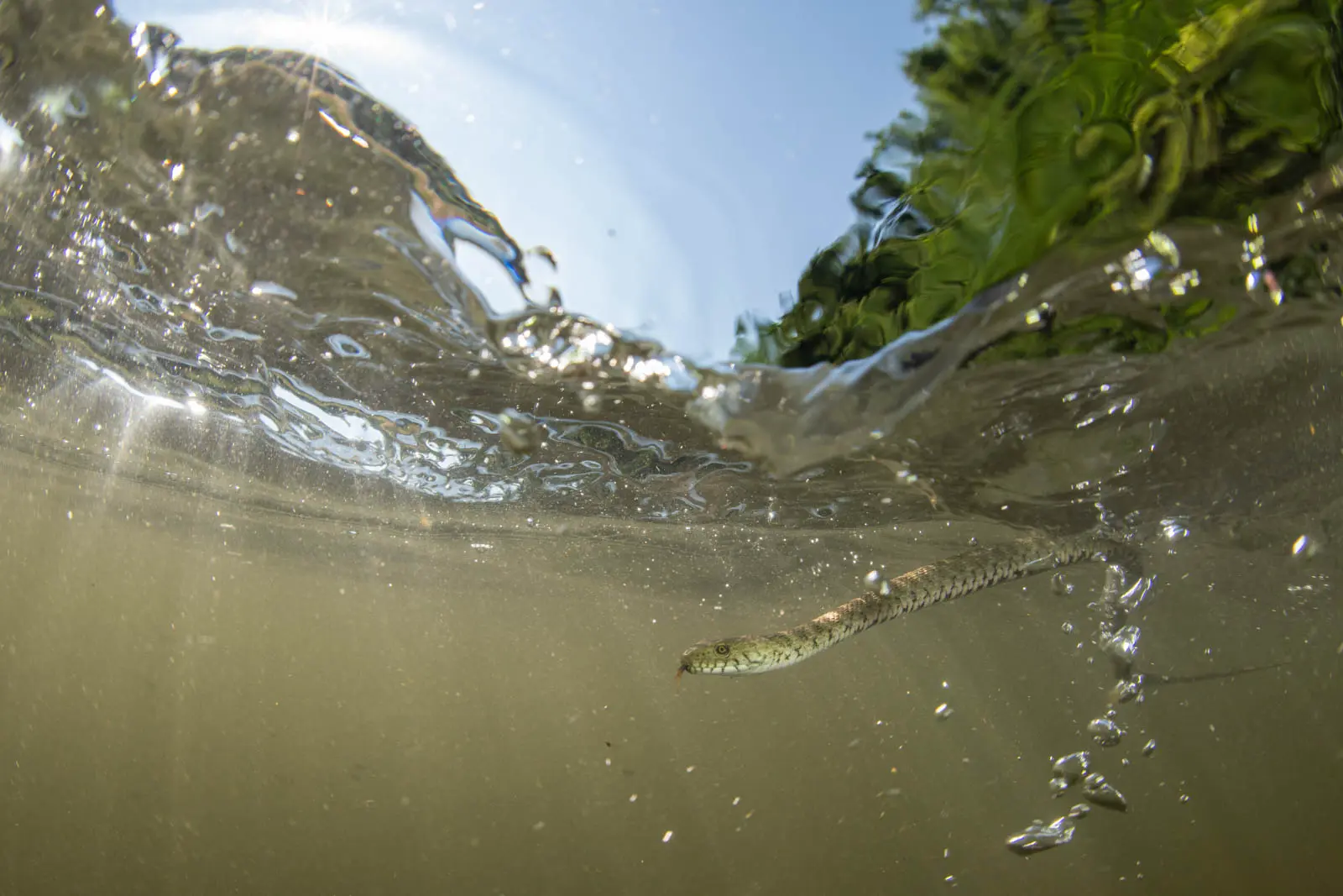 Unterwasserfoto einer Schlange