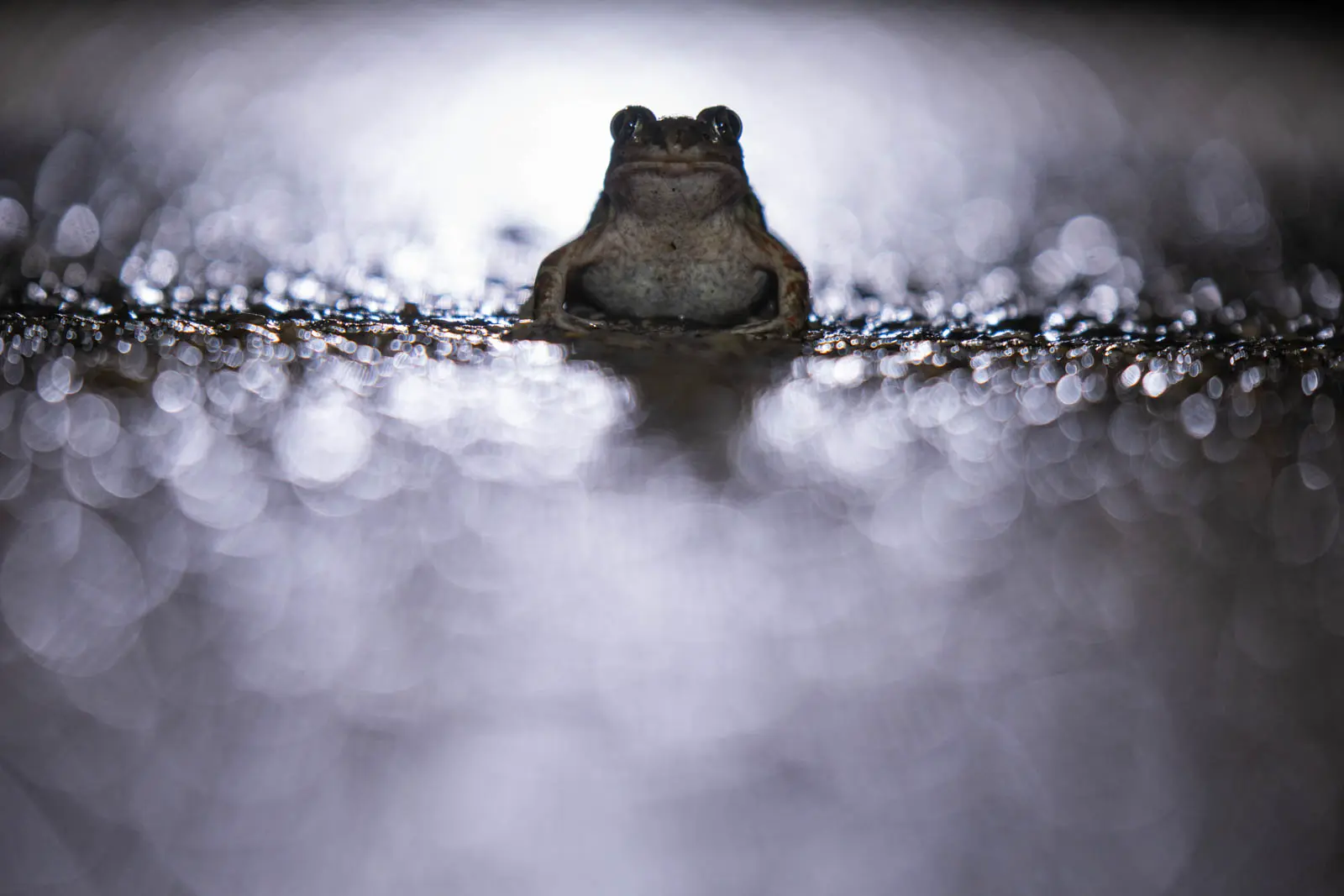 Kröte im Gegenlicht