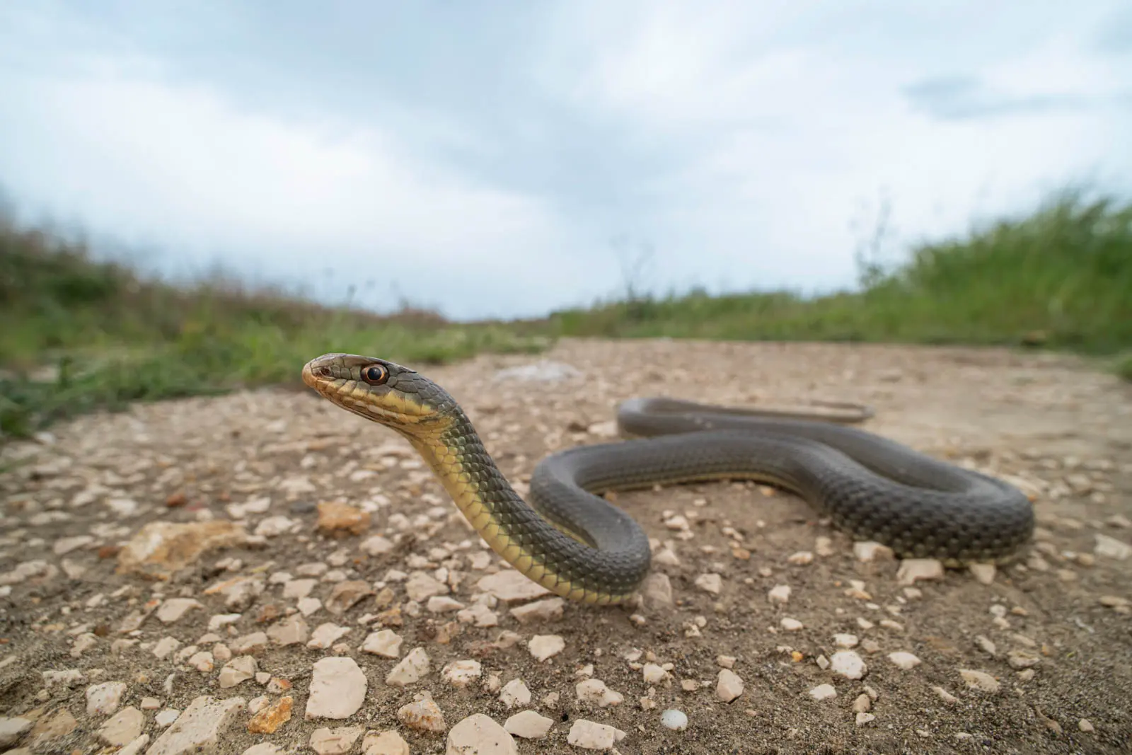 Schlange auf der Straße