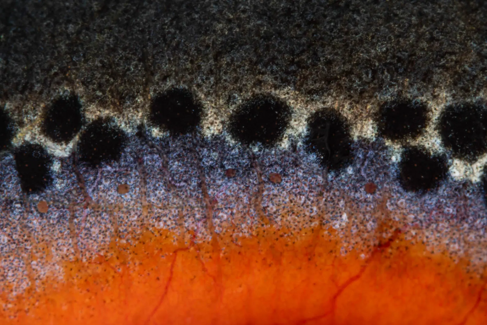 Detailaufnahme eines Lurches