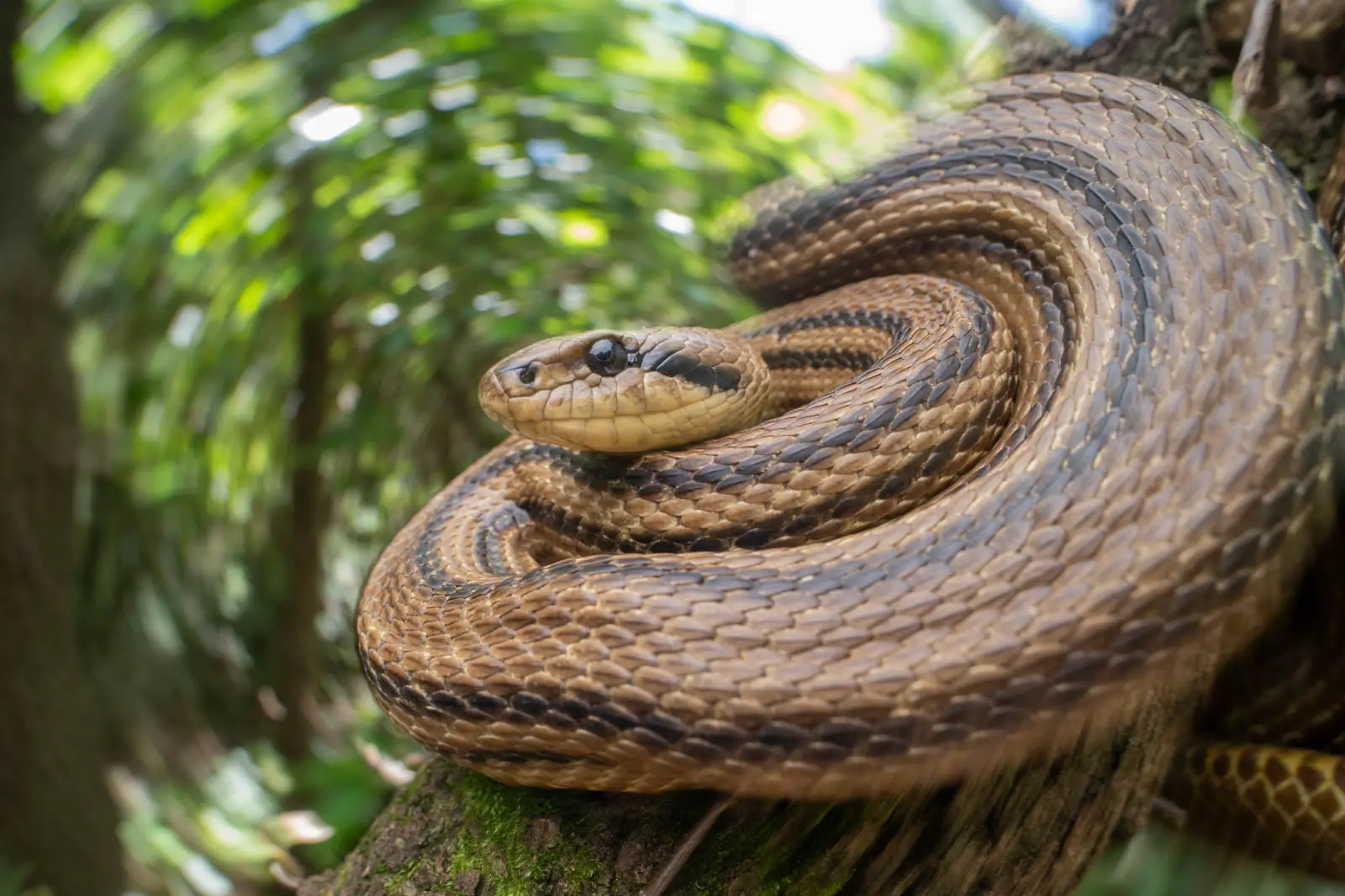 Panning Foto von Schlange