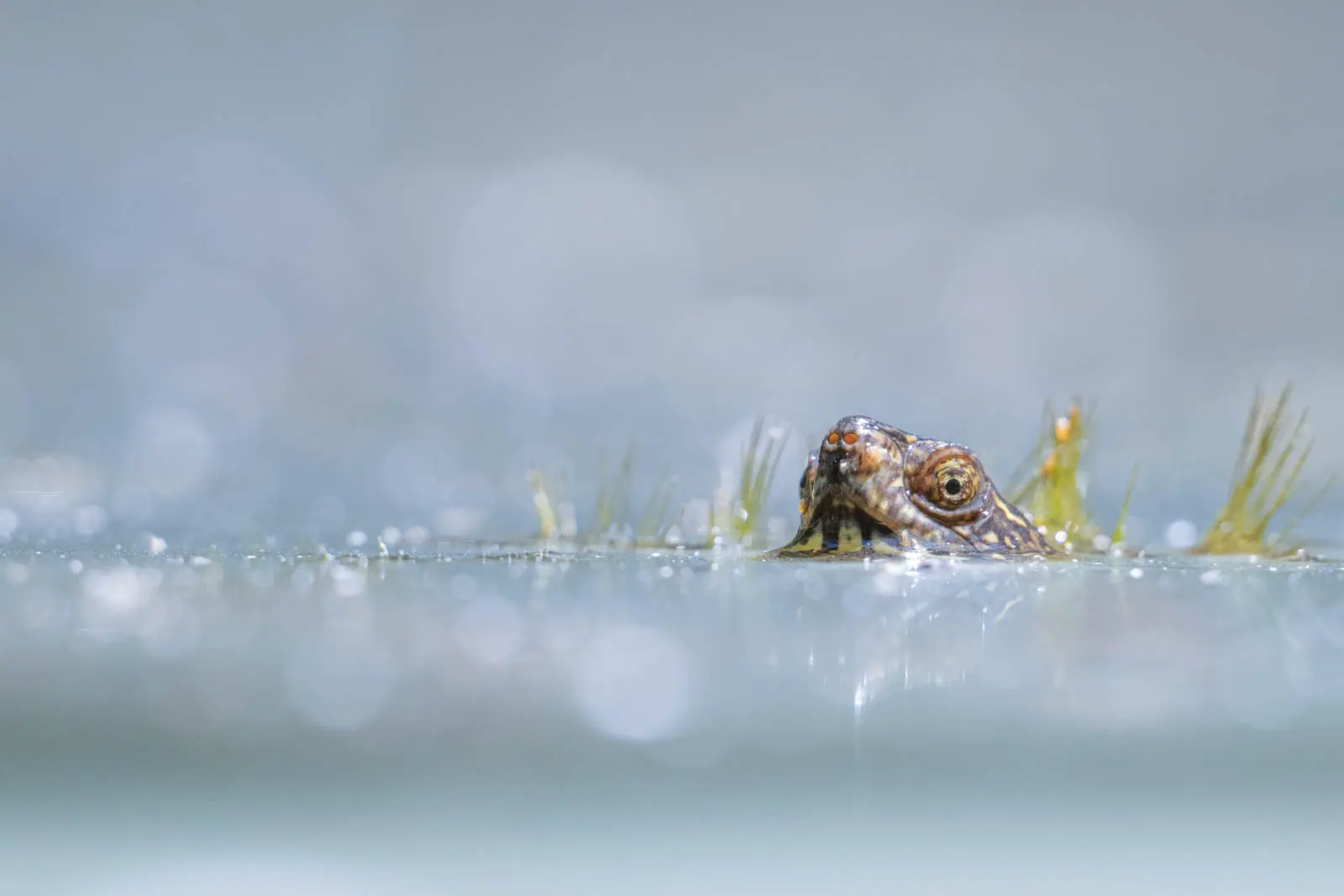 Amphibie im Wasser mit Bokehkreisen