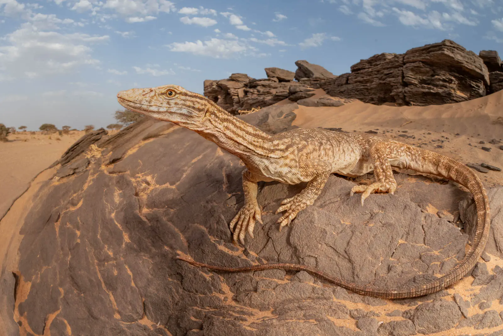 Weitwinkelaufnahme einer Echse