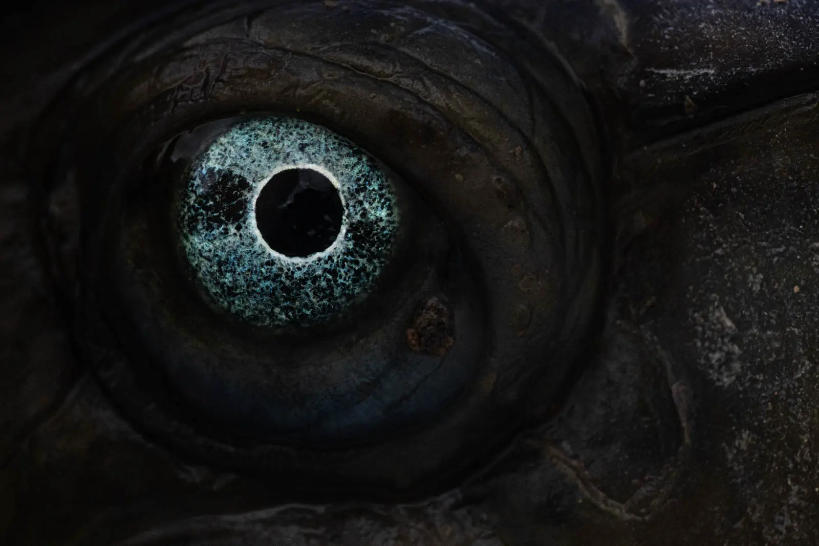 Nahaufnahme eines Reptilienauges