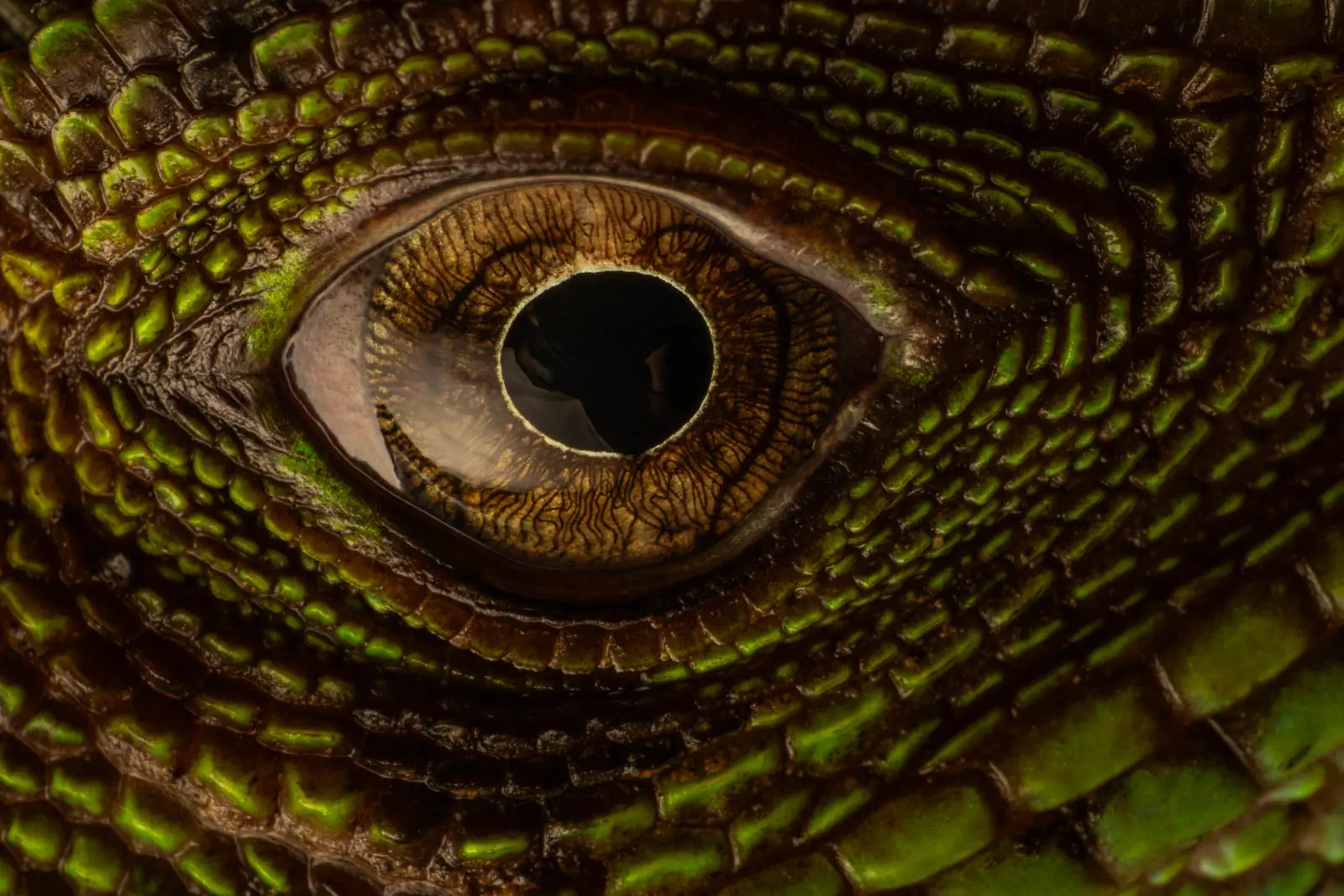 Nahaufnahme eines Echsenauges