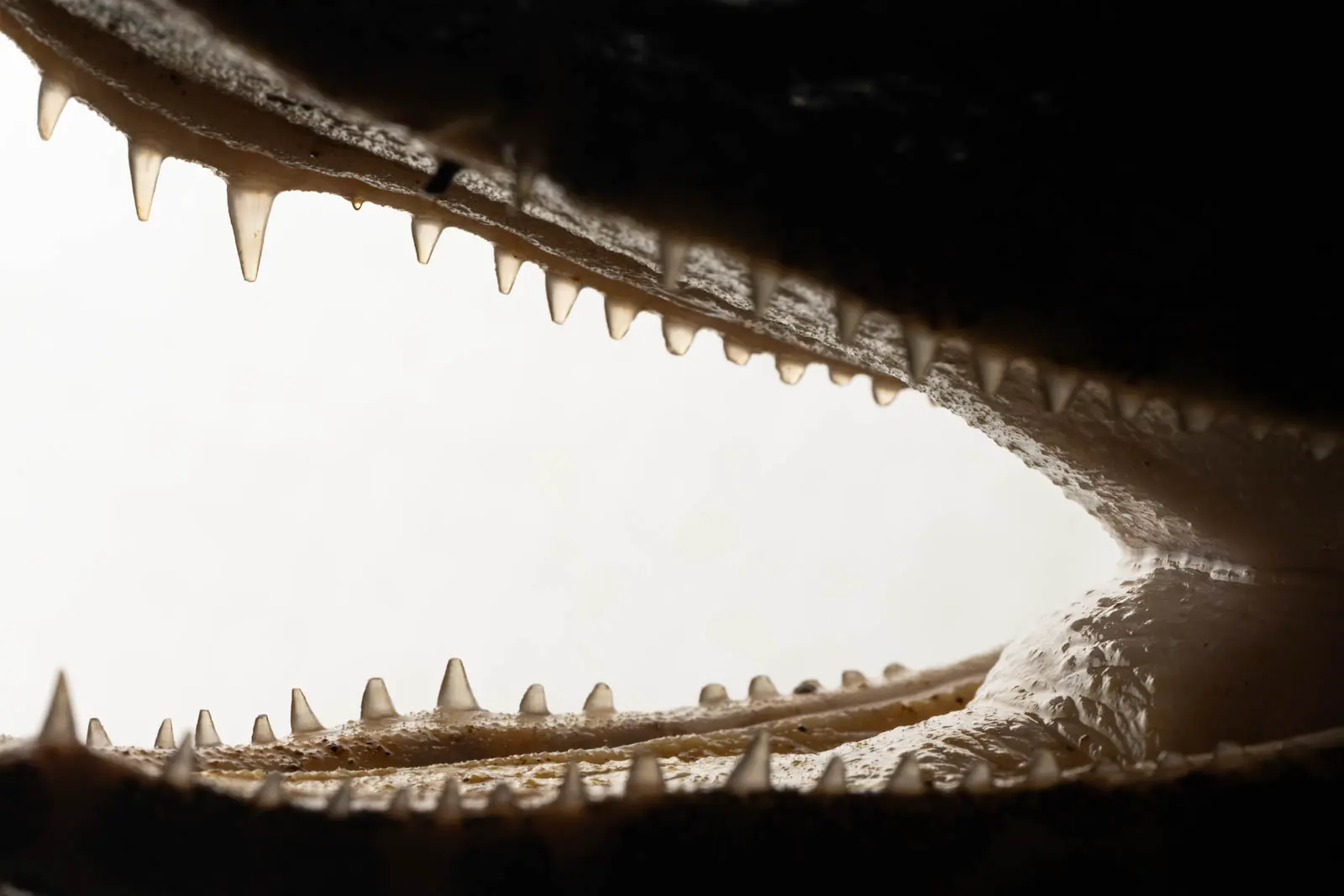 Gebiss eines Reptils