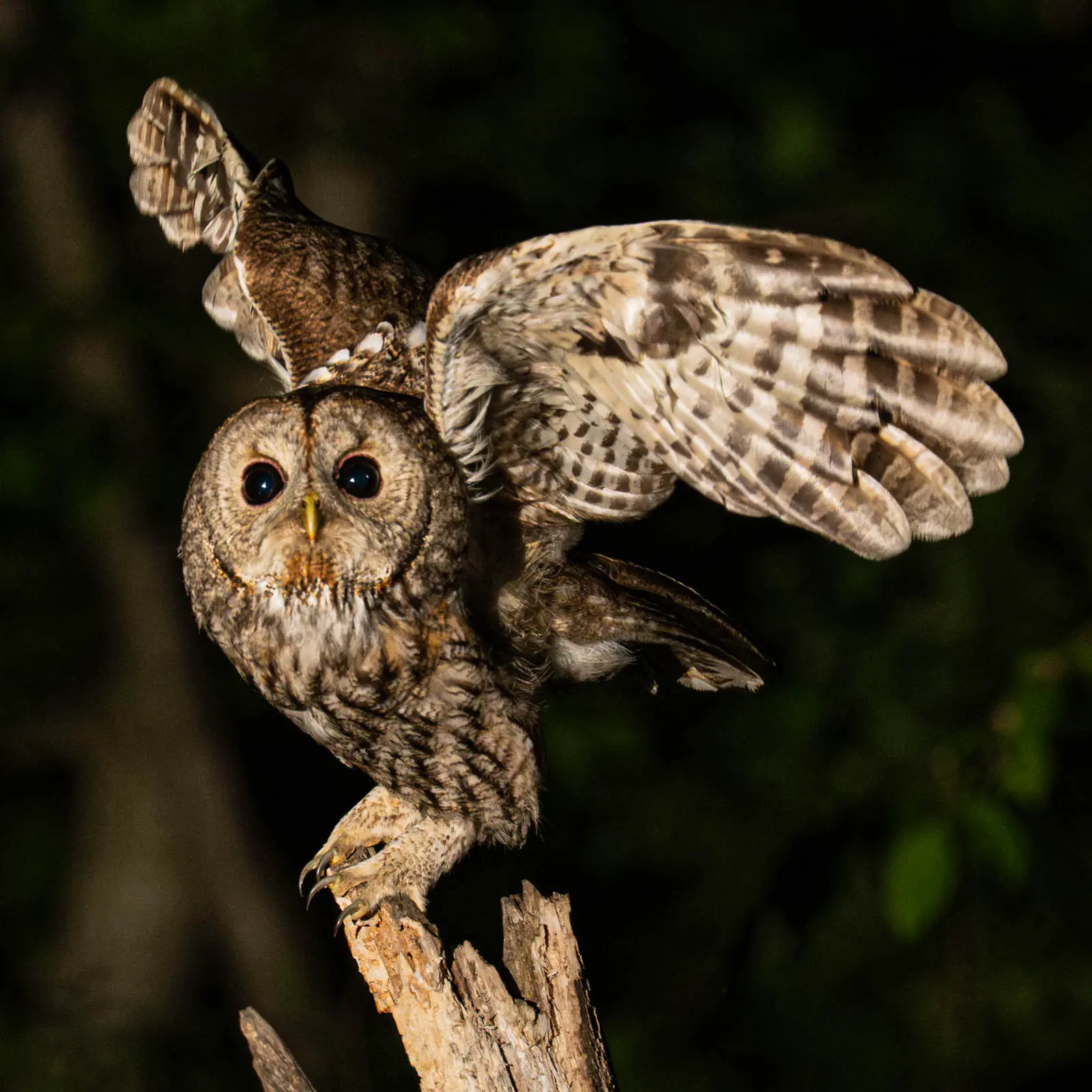 Foto bearbeitet in Lightroom Classic