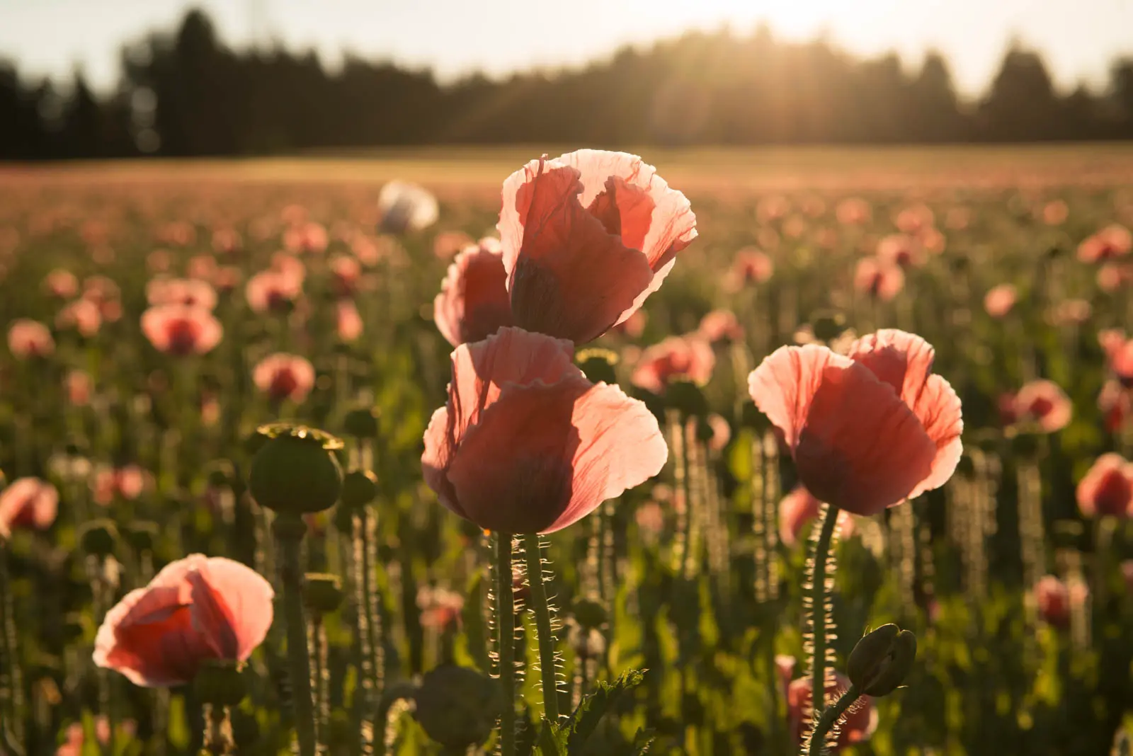 Mohnblumenfeld im Waldviertel