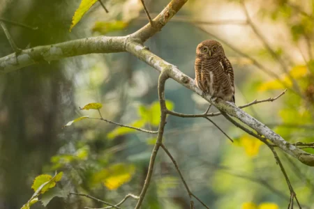 Wildtierfotografie lernen: Die besten Bücher und Kurse Eule auf Ast
