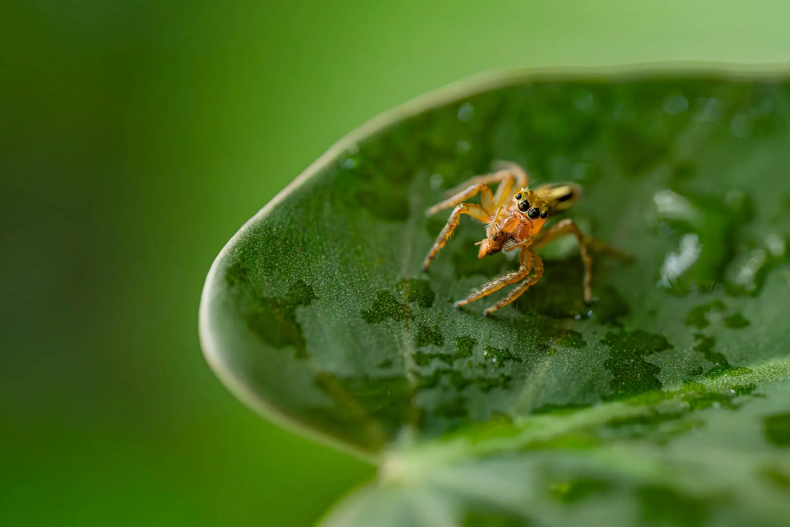 Spinne auf Blatt