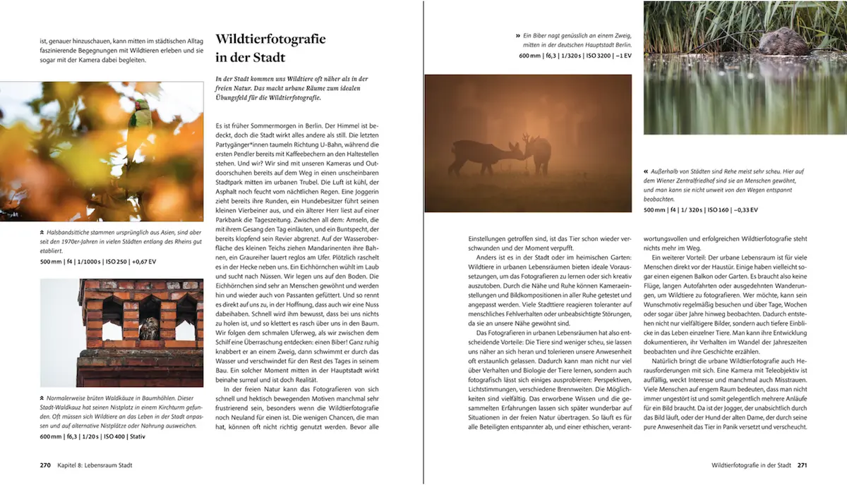 Wildtierfotografie in der Stadt